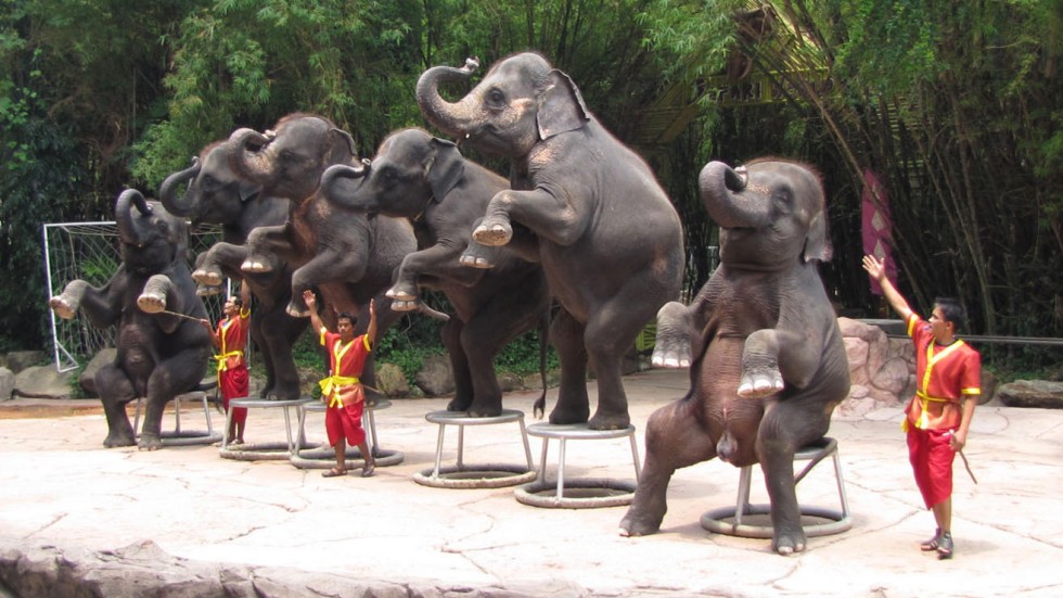 El Turismo de Elefantes en Tailandia